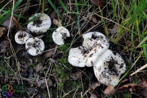 lactarius vellereus (1) (1000 x 667).jpg_product_product_product